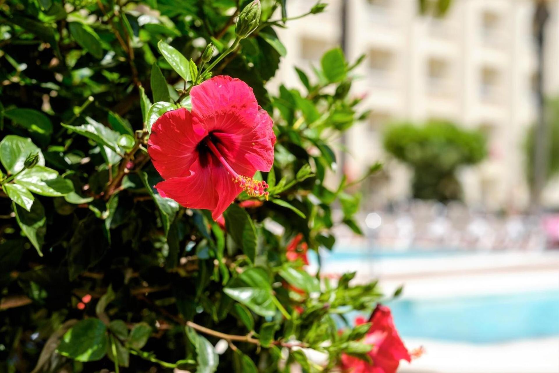 Hotel Moon Dreams Portomagno Aguadulce  Ngoại thất bức ảnh